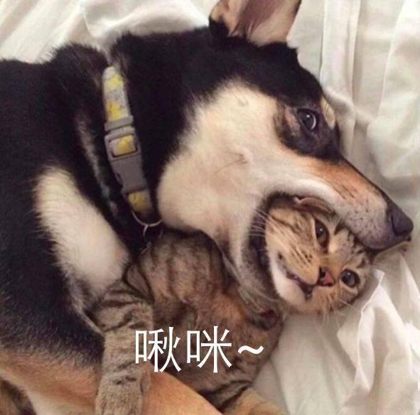 二哈吃瓜娱乐圈百度云,娱乐圈风云录